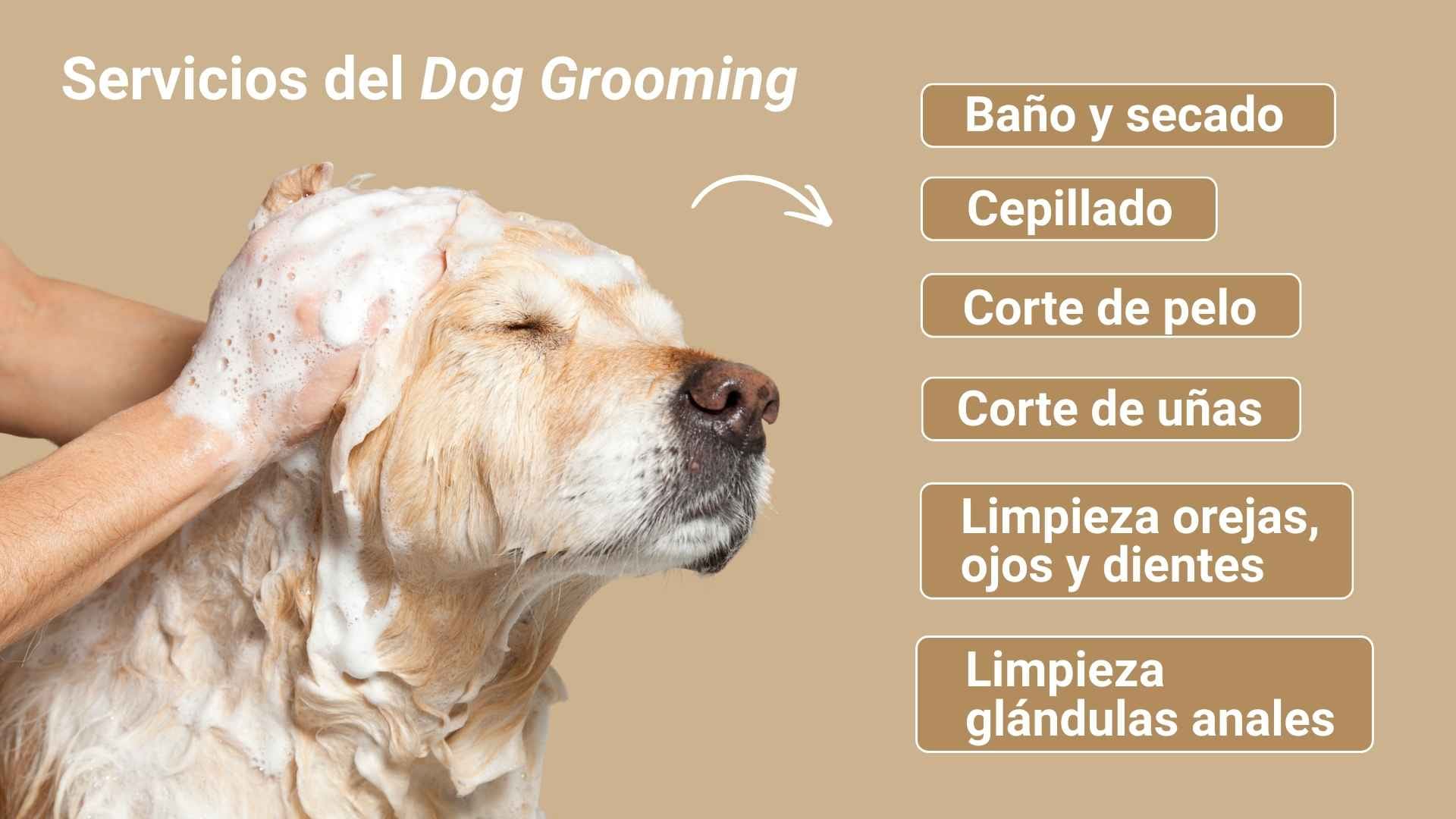 Servicios grooming para perros